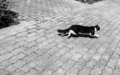 Per una cooperazione nelle performing arts